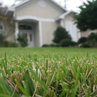 thumbnail for publication: Turfgrasses